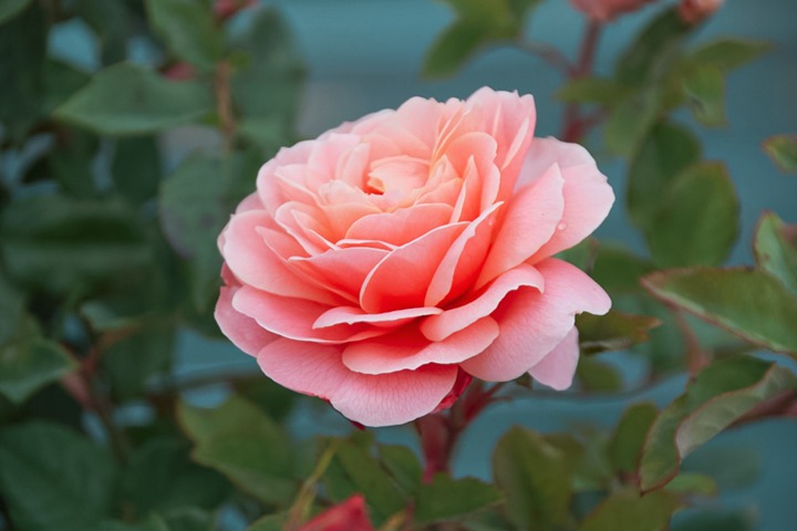 弗朗西斯·布莱兹Francis Blaise