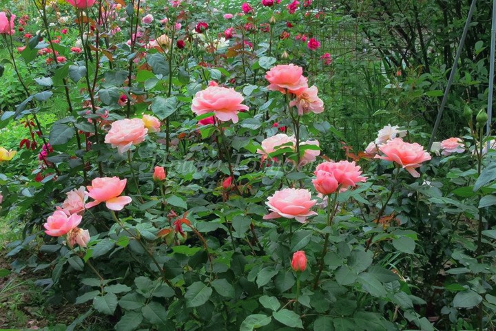 弗朗西斯·布莱兹Francis Blaise