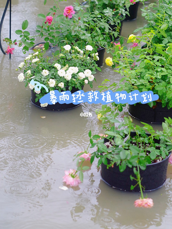 暴雨积水过后，如何拯救我们的花？