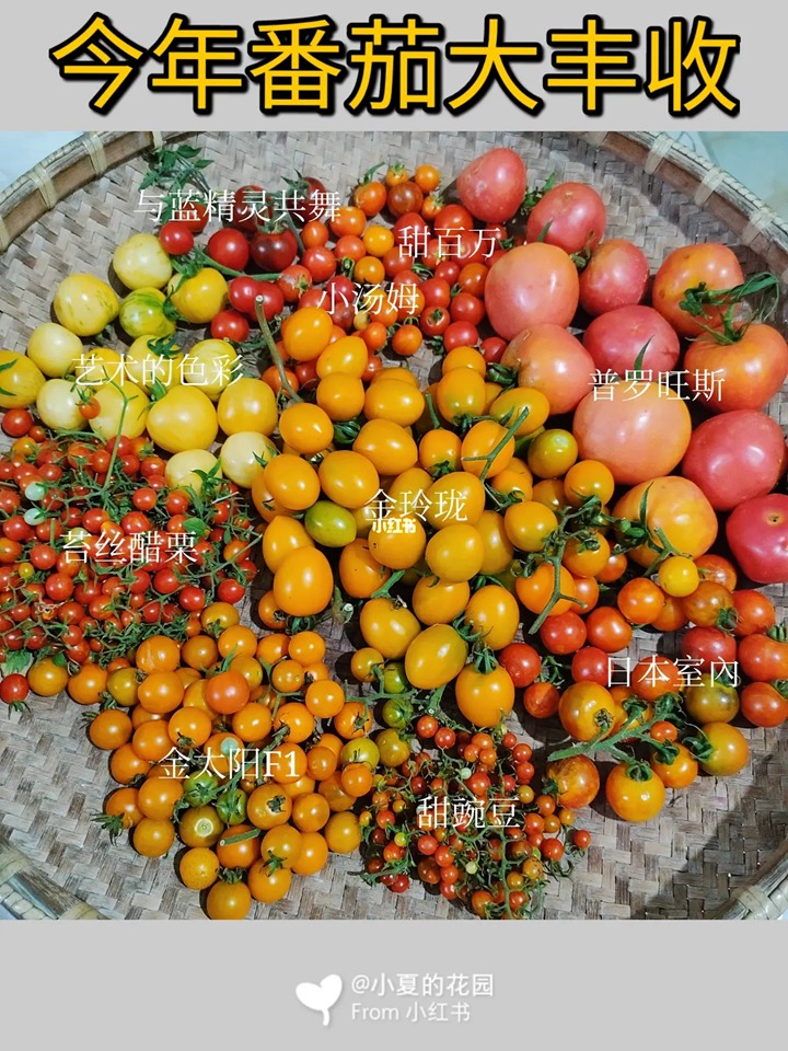 网红品种番茄种植体验+品种口味测评