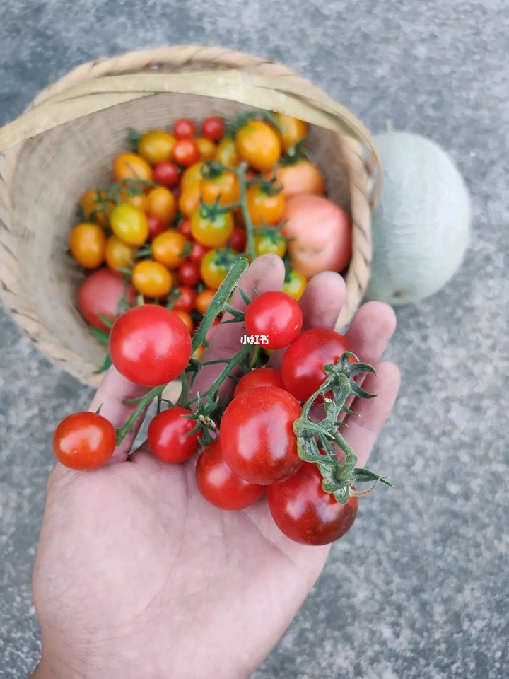网红品种番茄种植体验+品种口味测评