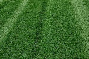 足球场草坪种植和养护需要注意些什么？