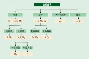 夏季月季缺素的症状以及处理方法