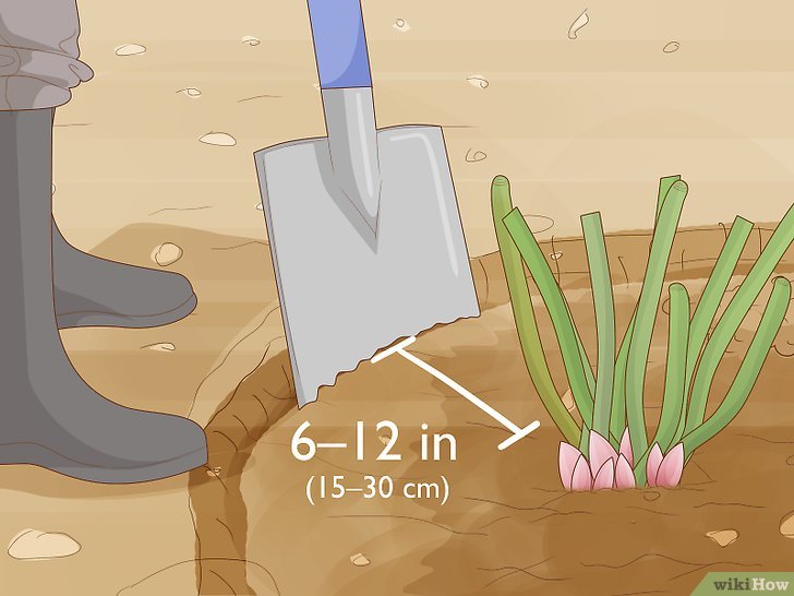 牡丹的种植方法及养护注意事项