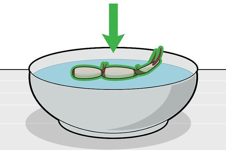 种植莲花的三种方法 种植莲花的三种方法
