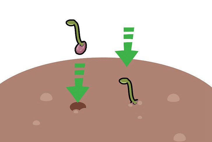 种植莲花的三种方法