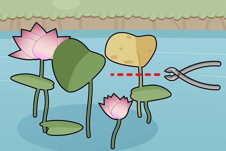 种植莲花的三种方法