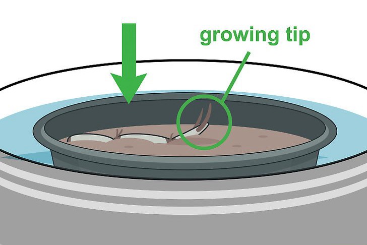 种植莲花的三种方法 种植莲花的三种方法