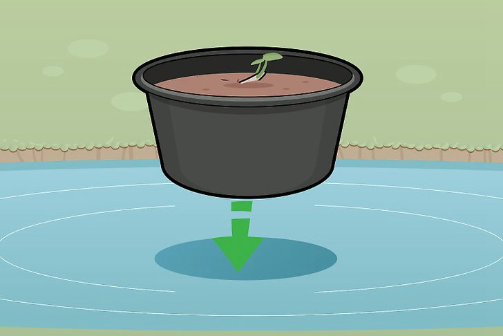 种植莲花的三种方法 种植莲花的三种方法