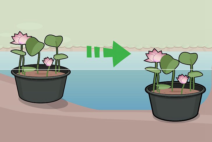 种植莲花的三种方法