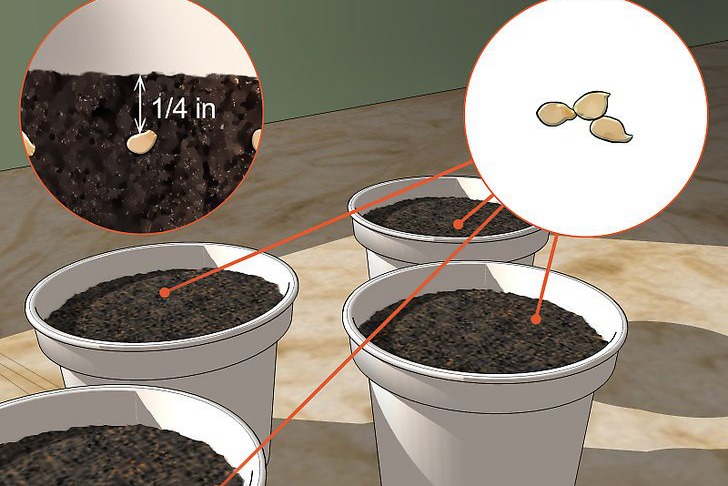 青椒种子的种植时间和种植方法