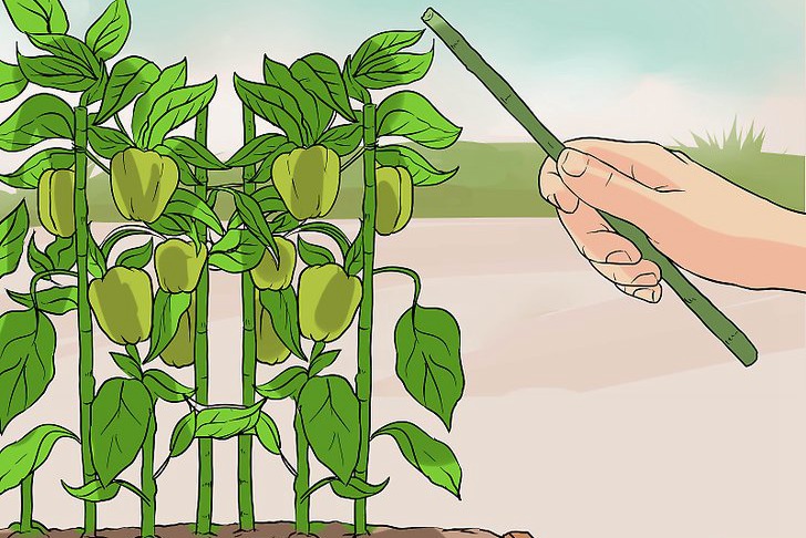 青椒种子的种植时间和种植方法