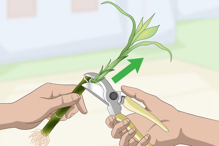 富贵竹的扦插繁殖方法（多图详解）