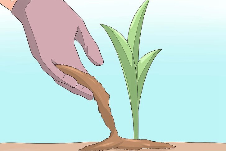 郁金香种球的种植方法及养护技巧