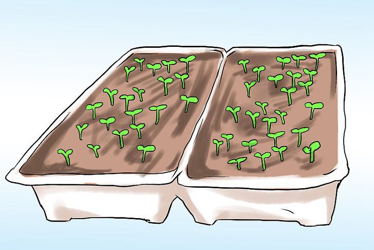 盆栽薄荷的种植方法及注意事项