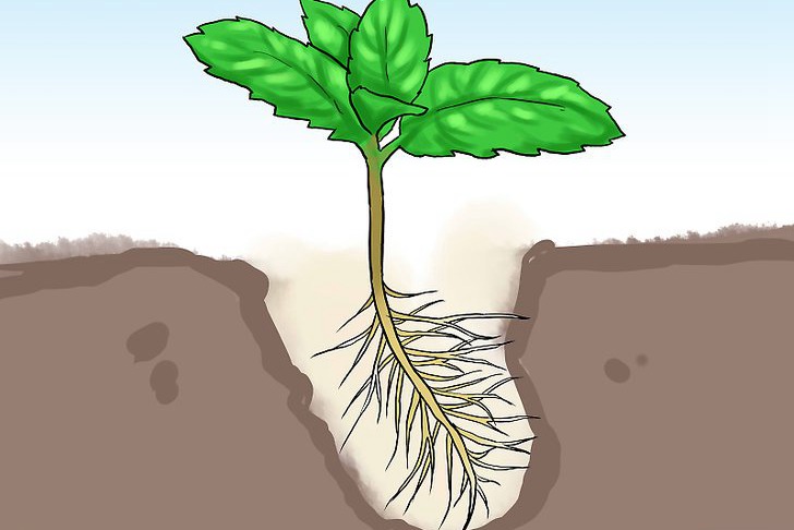 盆栽薄荷的种植方法及注意事项