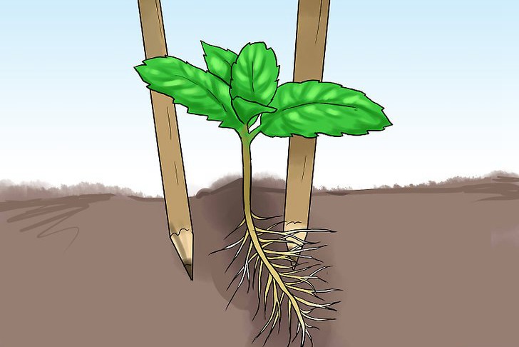 盆栽薄荷的种植方法及注意事项