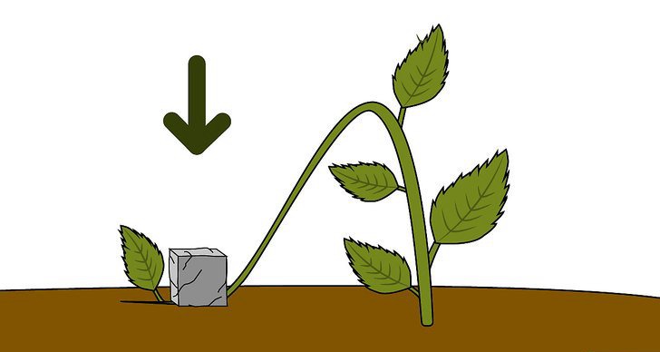 绣球花的四种繁殖方法（多图详解）