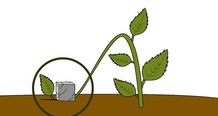 绣球花的四种繁殖方法（多图详解）