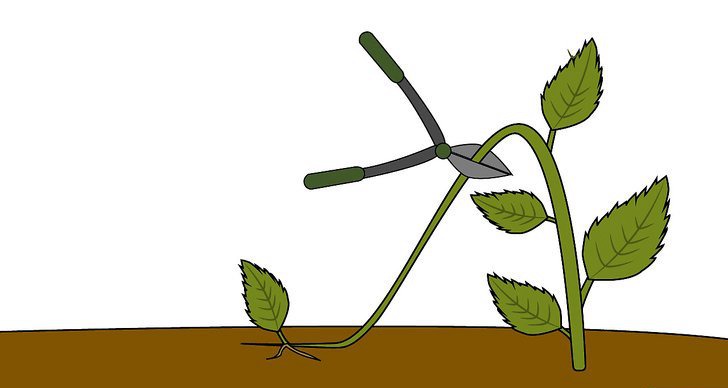 绣球花的四种繁殖方法（多图详解）