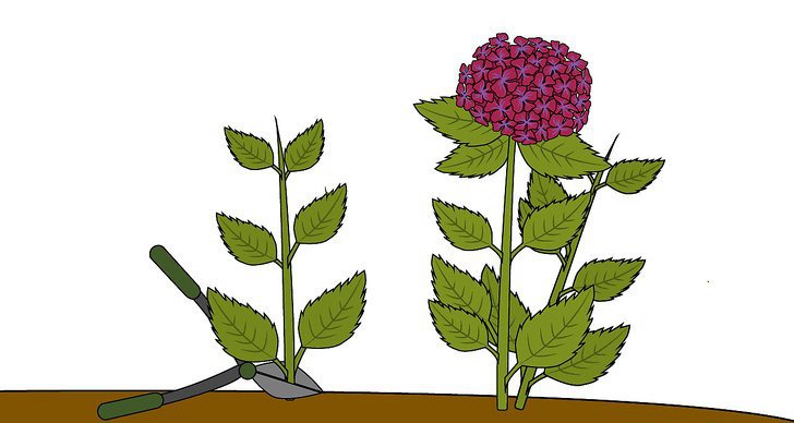 绣球花的四种繁殖方法（多图详解）
