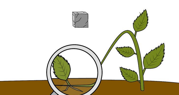 绣球花的四种繁殖方法（多图详解）