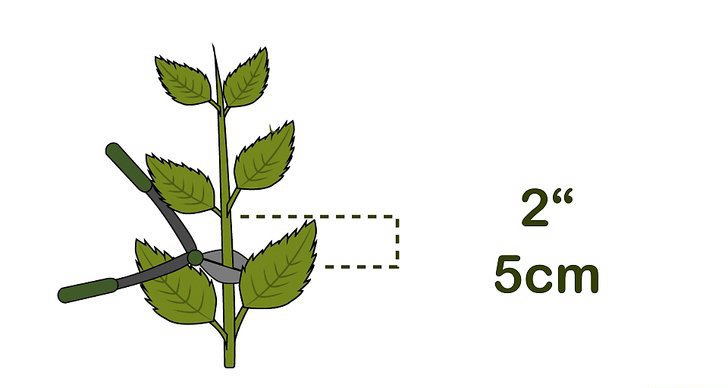 绣球花的四种繁殖方法（多图详解）(2/2)