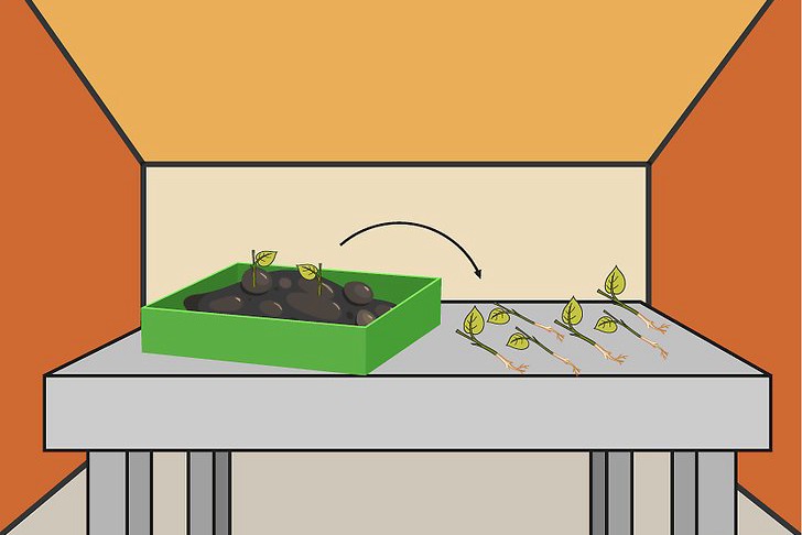辣椒种子的育苗方法及种植技巧