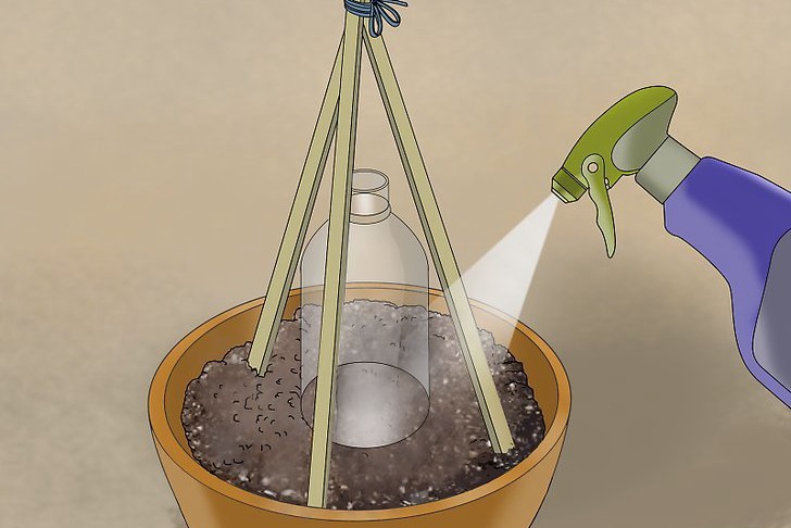 盆栽黄瓜的种植时间和种植方法
