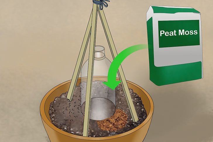 盆栽黄瓜的种植时间和种植方法