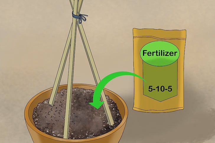 盆栽黄瓜的种植时间和种植方法