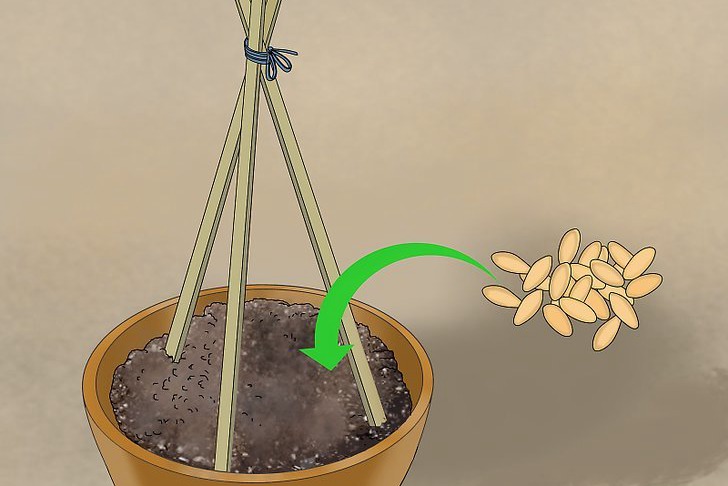 盆栽黄瓜的种植时间和种植方法