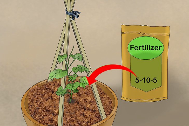 盆栽黄瓜的种植时间和种植方法