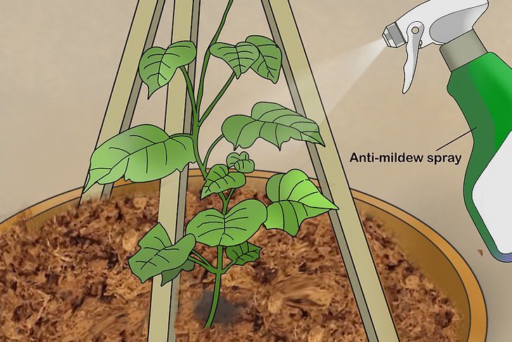 盆栽黄瓜的种植时间和种植方法