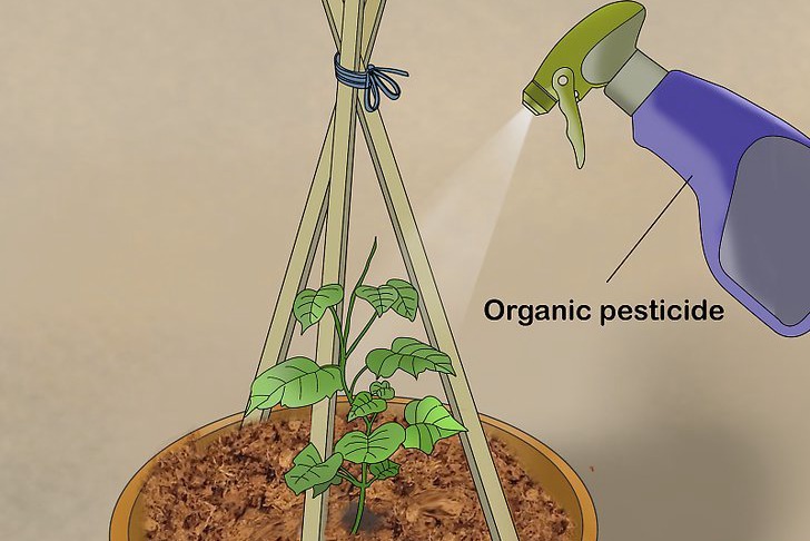 盆栽黄瓜的种植时间和种植方法