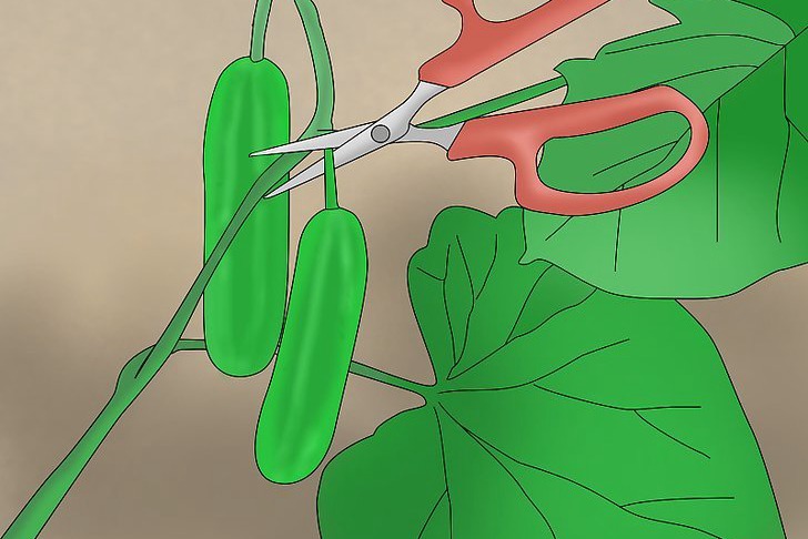 盆栽黄瓜的种植时间和种植方法