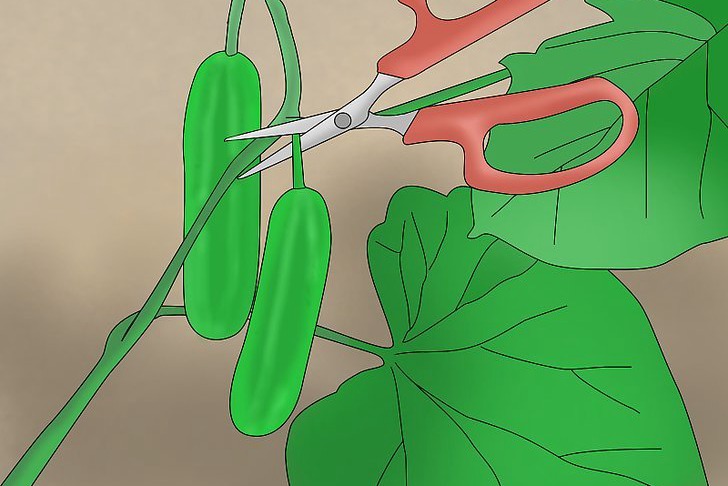 盆栽黄瓜的种植时间和种植方法