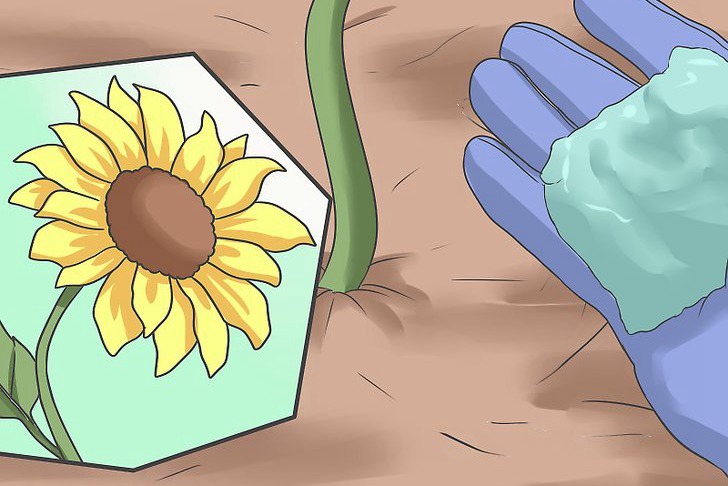 向日葵种子的播种方法