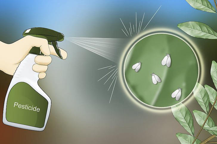 粉虱的四种防治方法