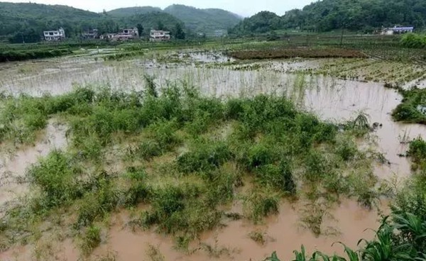 大雨过后草坪、苗木的养护和复壮管理