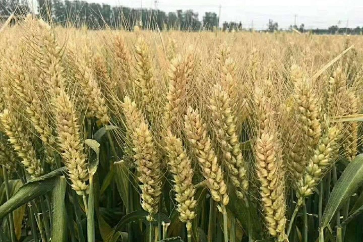 大麦与小麦的主要区别是什么