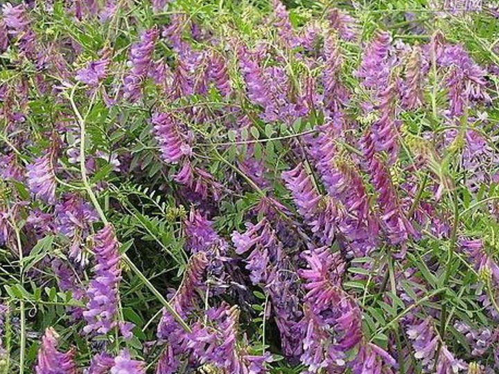 光叶紫花苕种植技术图片