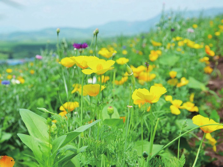 花菱草