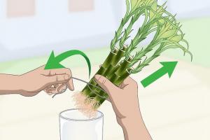 富贵竹的扦插繁殖方法（多图详解）