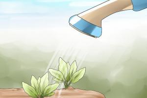 给花园植物浇水的最佳时间