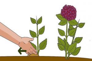 绣球花的四种繁殖方法（多图详解）