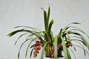 十款适合室内种植的观花植物推荐