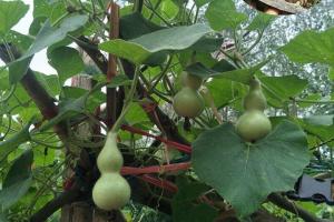 葫芦种子的催芽方法和种植技巧
