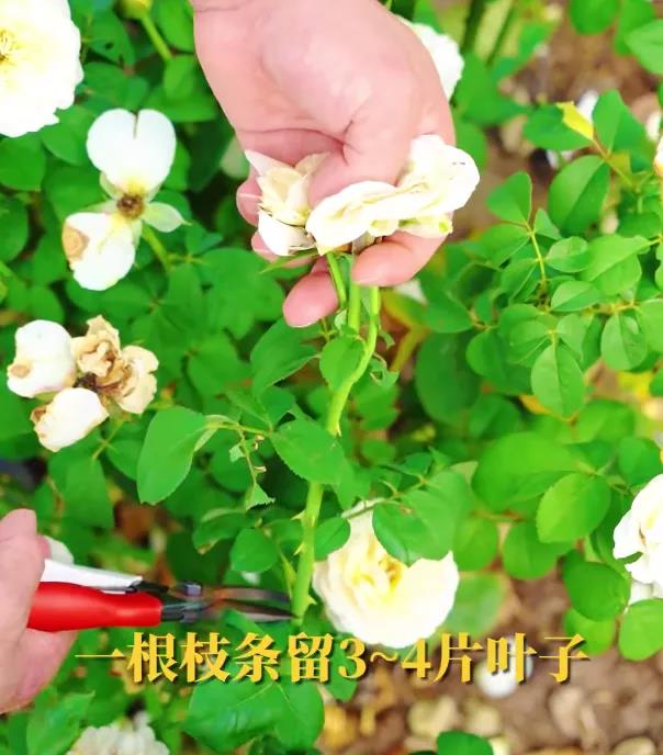 月季秋季复花指南 月季秋季复花指南
