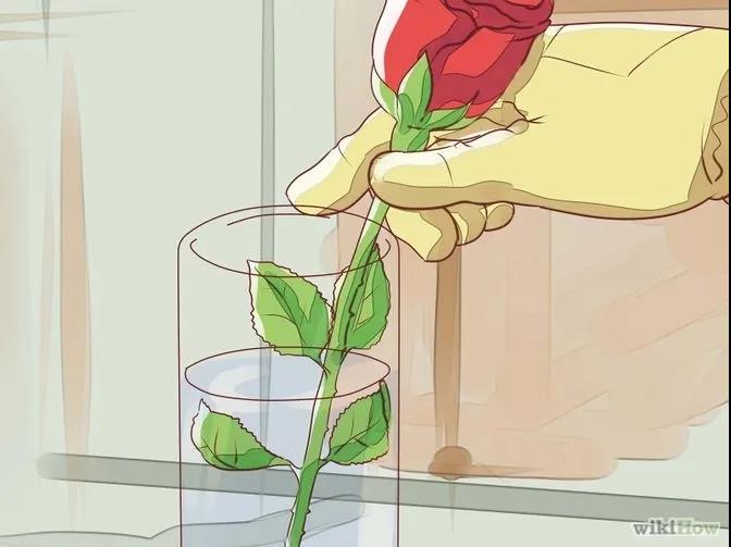 月季秋季修剪时间及修剪方法